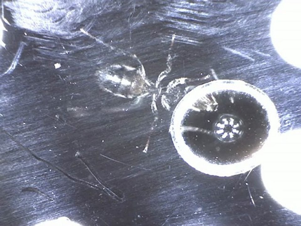 Fourmi Lasius niger vu de dessous en train de boire