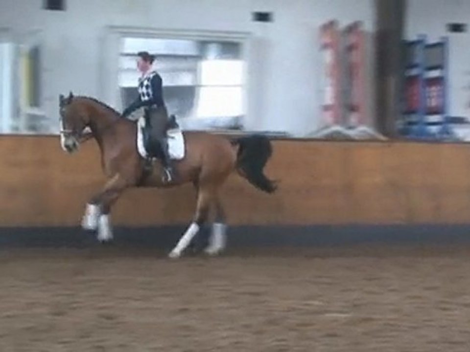 Equine Dressage Horse  by Stallion Weltmeyer