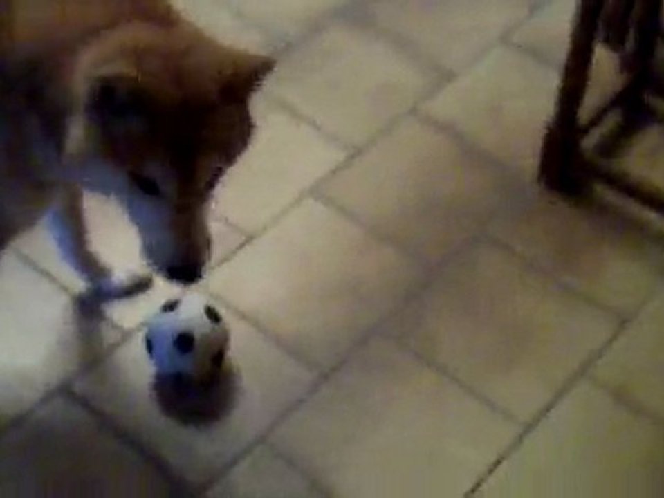 shibo3