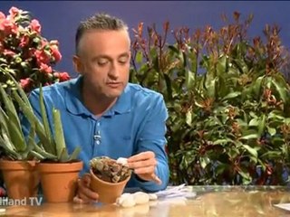 seq aleo vera plantes cailloux