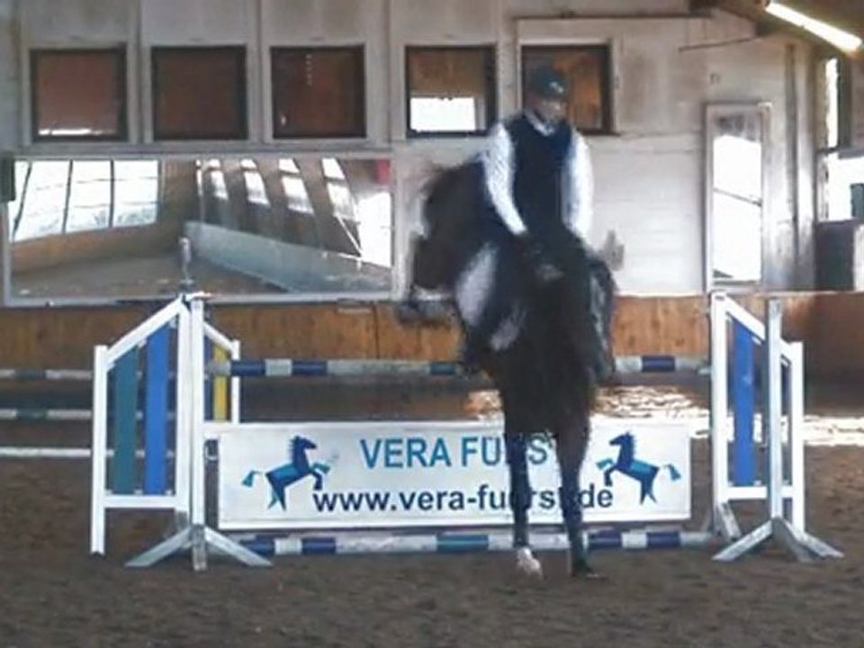 licenced hanoverian stallion Escobedo for sale