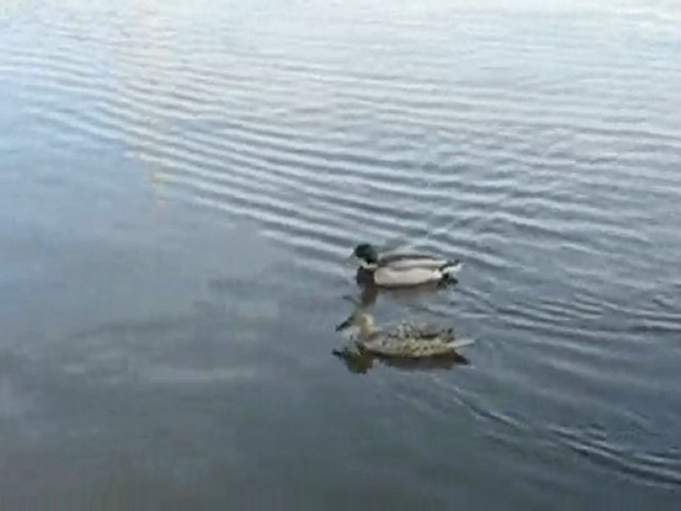 Sucé sur Erdre : canards