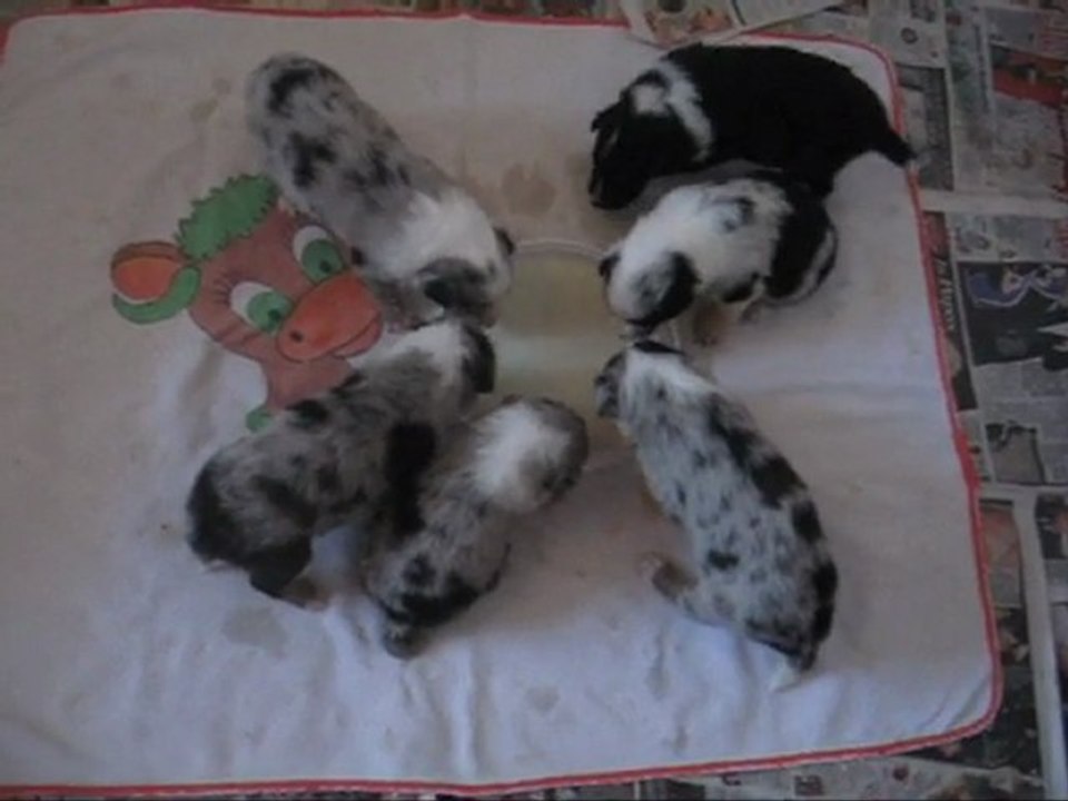 F-Wurf Shelties von der Oberalster 1