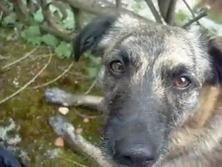 360° chez les animaux