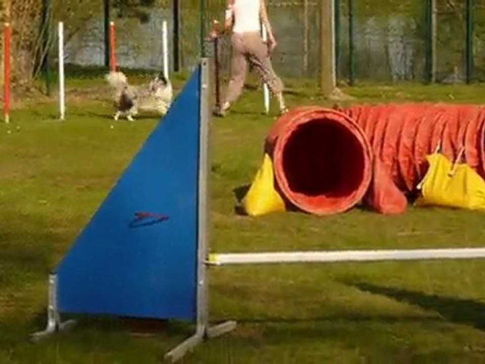 Dexter  Agility Thionville Jumping 18/04/2010