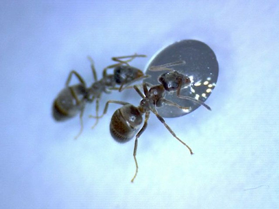 Fourmis lasius niger buvant une goutte d'eau sucré