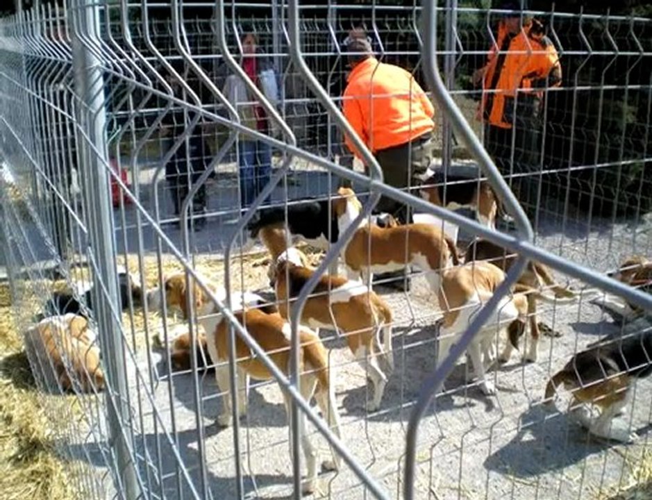 Un journée cynophile