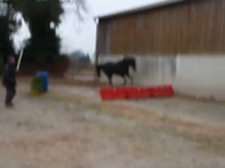 ECURIE DU NEVEZ RHOMEE