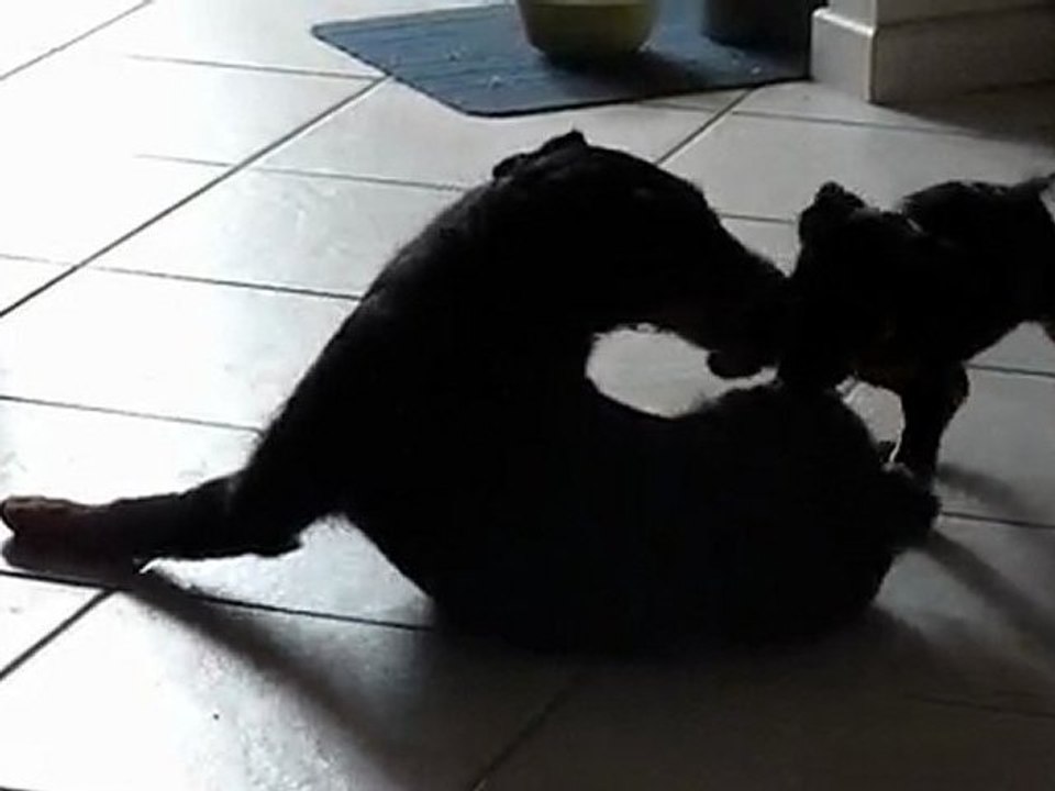 Foch - 2 mois / Dux de L'Echo du Ferme 2 ans