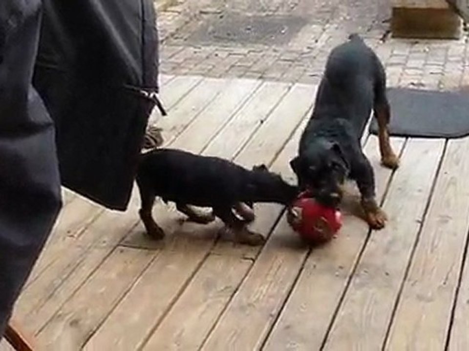 Foch & Dux de l'Echo Du Ferme, Jagd Terrier
