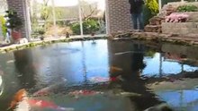 Janp KOI vijver