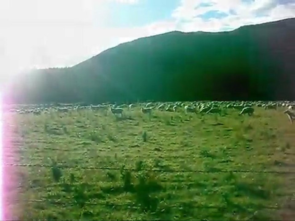 viajazo