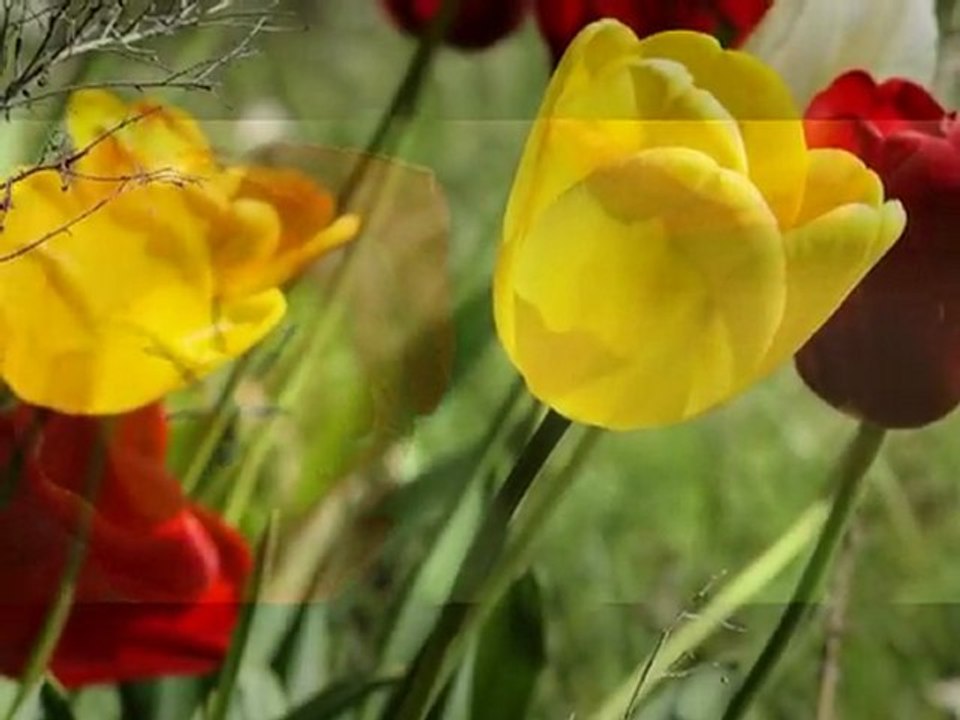 Reflets et transparence