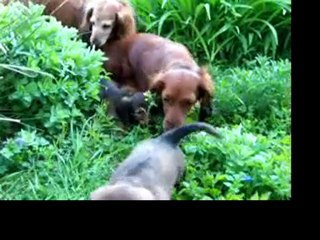 6 semaines, au jardin