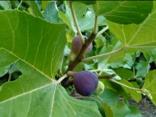 Jijel dans toutes ses couleurs