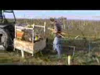 Distribution des piquets et tubes de protections des jeunes