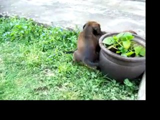 les chiots au jardin