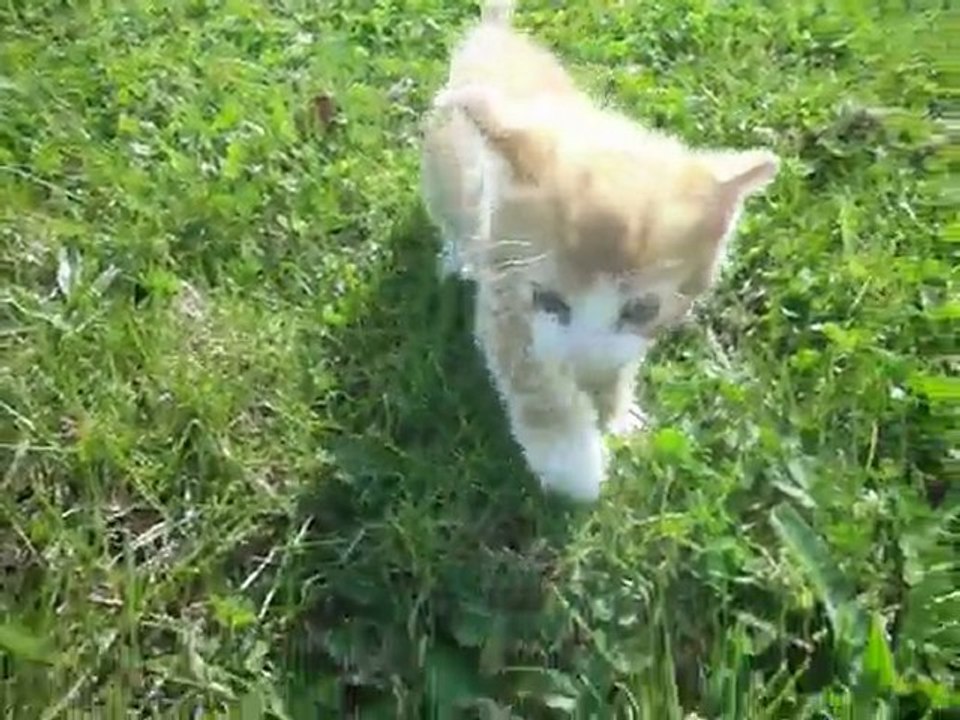 Sortie avec les chats