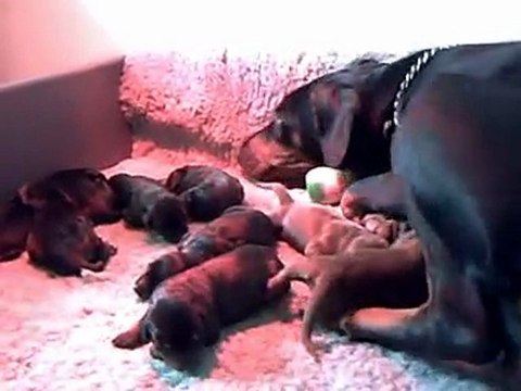 19/04/2010 : Chiots à 1 jour