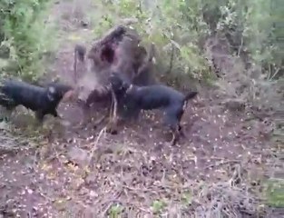 jagd mette un ferme sur un beau sanglier blessé partie 2