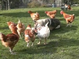 Chien loup tchécoslovaque cerné par les poulets