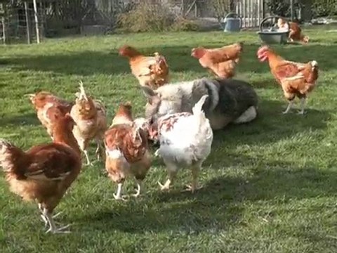 Chien loup tchécoslovaque cerné par les poulets