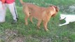 dogue argentin VS dogue de bordeaux