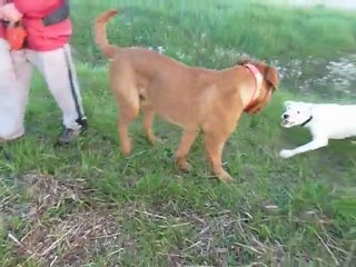 dogue argentin VS dogue de bordeaux