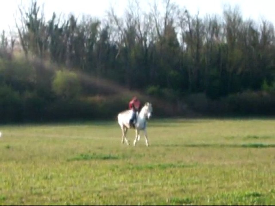 Moi & Joyeuse au dressage