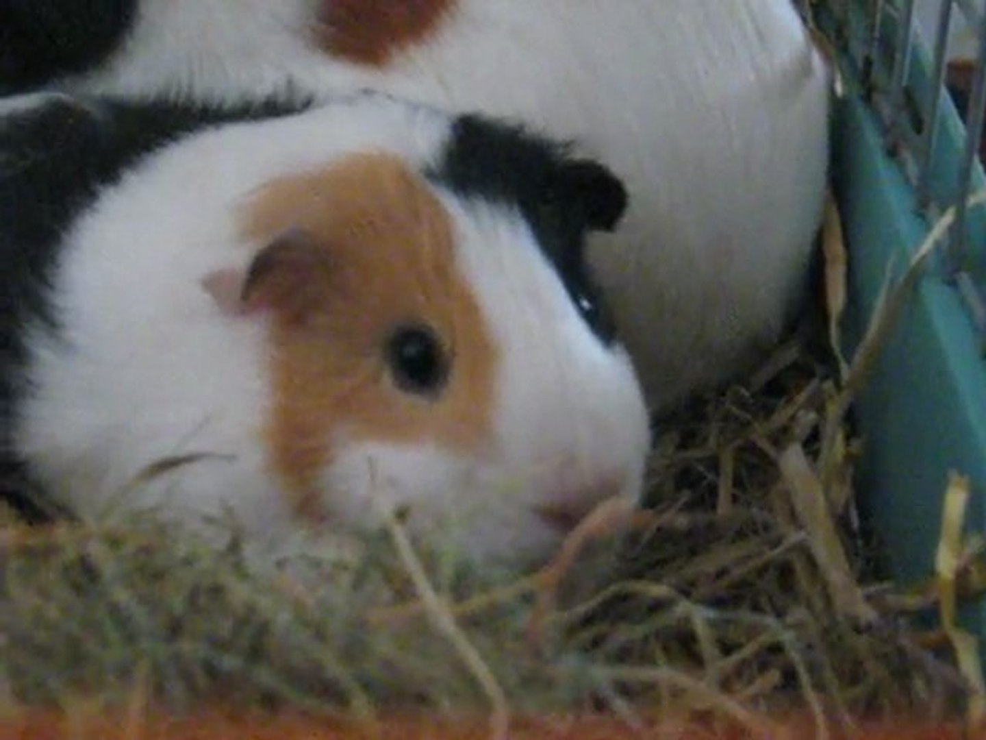 Le Cri Du Cochon D Inde Video Dailymotion