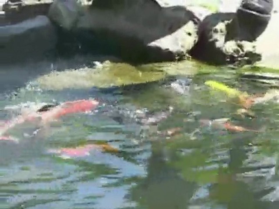 Laguna Fish Food | Pondliner.com