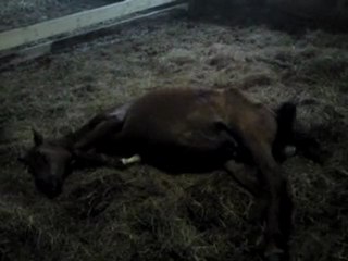 naissance poulain Danae 4