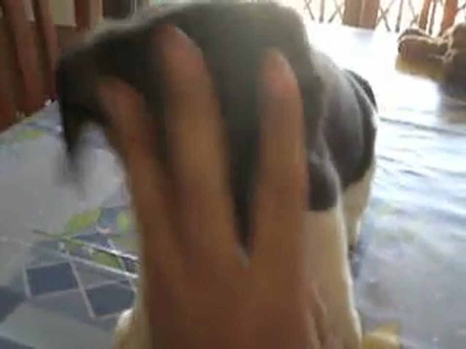 beagle cachorrito 3