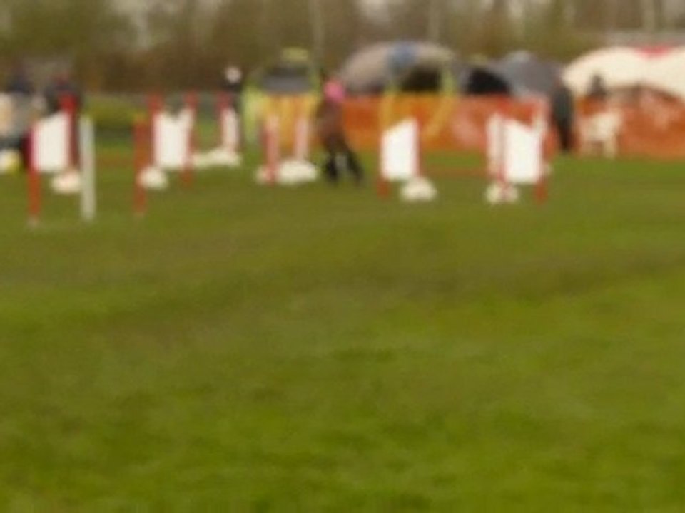 Vixie  agility jumping montigny 11/04/2010