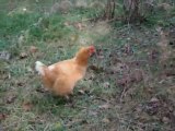 Poule