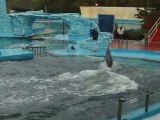 Show de delfines parte 2