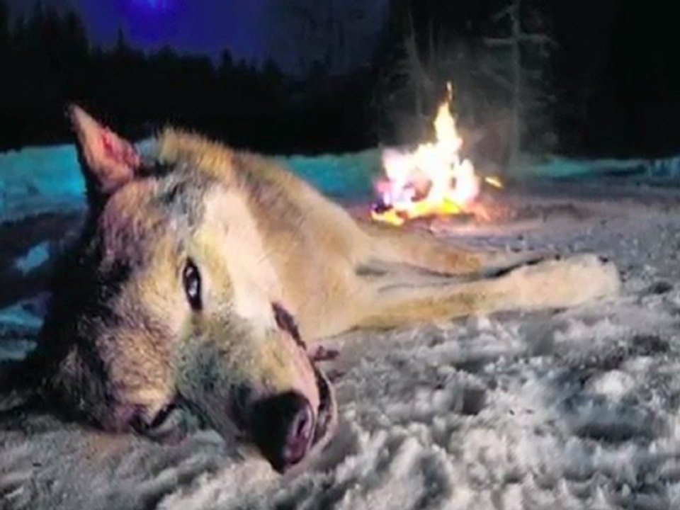 Wolf Justice - enter to EU content