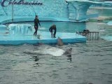 Show de delfines parte 3