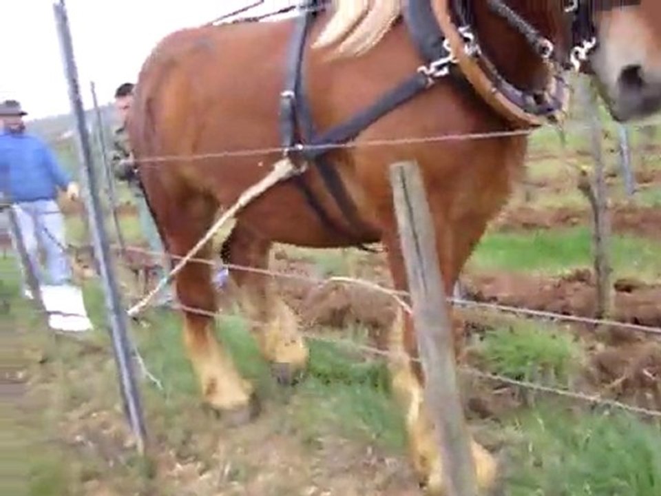 Buttage de nos vignes avec Skippy notre cheval de trait