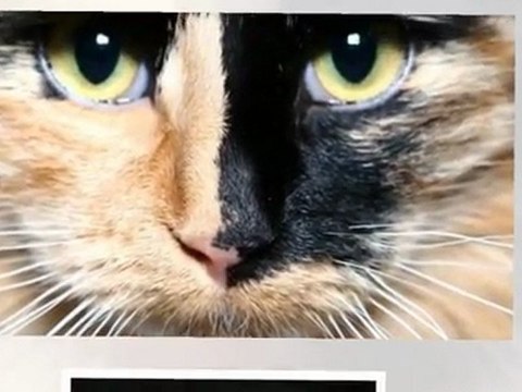 Photos d'animaux, Photographe Professionnel Clermont Ferrand