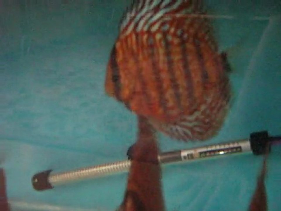 Genç Leopar Puzzle Discus