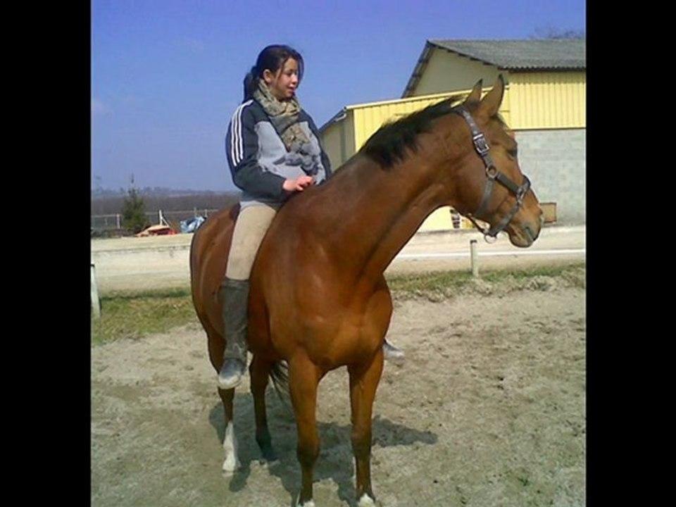 wistef