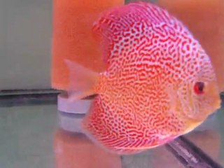 deep sea pet center 18 mart malezya ithalatı