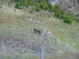 Chamois dans le Bugey
