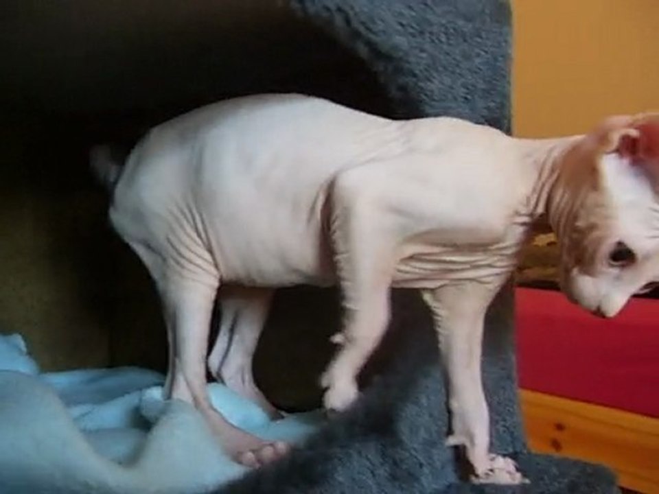 fantasia des petits velours