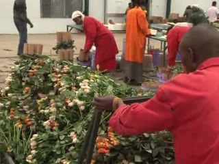 La rose kényane victime du nuage de cendres