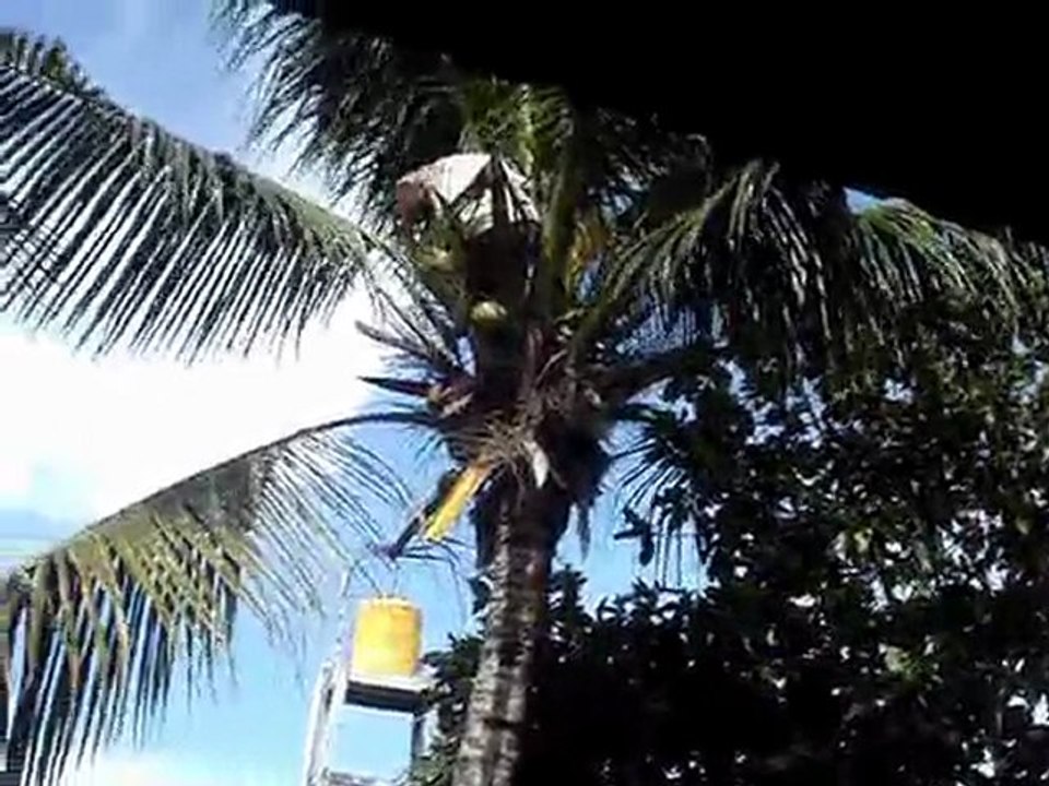 CUEILLETTE NOIX DE COCO A BALI