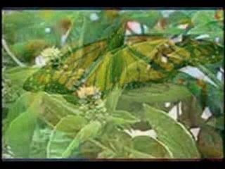 şiir fon BAYRAMPAŞA  YAHYA KEMAL