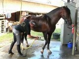 Haras de la chaumière-élevage de chevaux Pure Race Espagne