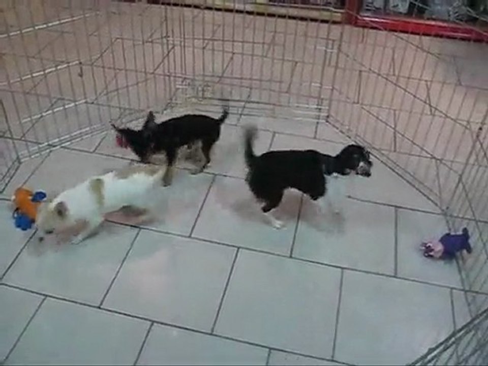 Un,Deux,Trois...Chihuahua